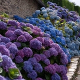 Kako pokriti hortenziju za zimu